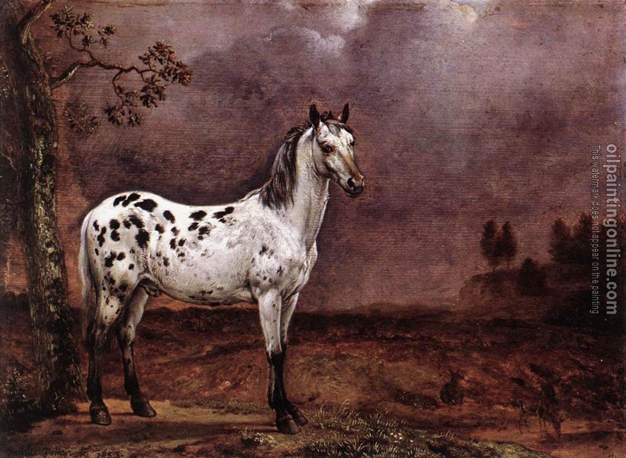 Paulus Potter - The Spotted Horse